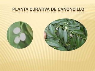 Planta curativa de cañoncillo
