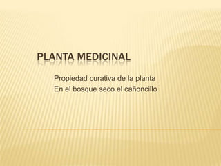 Planta Medicinal Propiedad curativa de la planta En el bosque seco el cañoncillo 