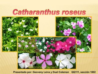 Catharanthus roseus QQ111, sección 1002  Presentado por: Geovany Leiva y Duel Coleman 