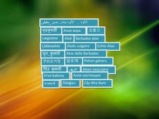 ‫األلوة‬,‫نبات‬ ‫األلوه‬.,‫صبر‬_‫حقيقي‬
ঘৃতকুমারী Алое вера 龙舌兰
Lægealoe Aloë Barbados aloe
Lääkeaaloe Aloès vulgaire Echte Aloe
घृत_कु मारी Aloe delle Barbados
アロエベラ 알로에 Pohon gaharu
घघउ कु मारी ‫داربو‬. Aloes zwyczajny
Erva-babosa Алое настоящее
หางตะเข้ Ödağacı Cây Nha Đam
 