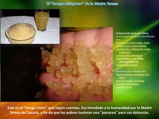 Este es el "hongo chino" que según cuentan, fue heredado a la humanidad por la Madre
Teresa de Calcuta, a fin de que los pobres tuvieran una "panacea" para sus dolencias.
Composición de la microflora
La bacterias que se han identificado
son:
Lactococcus lactis subsp. lactis
Streptococcus thermophilus
Lactobacillus delbrueckii subsp.
bulgaricus
Lactobacillus helveticus
Lactobacillus casei subsp.
pseudoplantarum
Lactobacillus brevis
Las levaduras u hongos son:
Kluyveromyces marxianus var.
lactis
Saccharomyces cerevisiae
Candida inconspicua
Candida maris
 