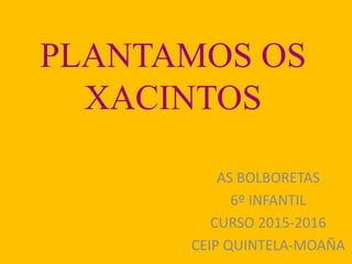 PLANTAMOS OS
XACINTOS
AS BOLBORETAS
6º INFANTIL
CURSO 2015-2016
CEIP QUINTELA-MOAÑA
 