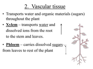 2. Vascular tissue
• Transports water and organic materials (sugars)
throughout the plant
• Xylem – transports water and
dissolved ions from the root
to the stem and leaves.
• Phloem – carries dissolved sugars
from leaves to rest of the plant
 