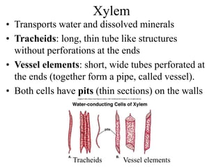 Xylem
• Transports water and dissolved minerals
• Tracheids: long, thin tube like structures
without perforations at the ends
• Vessel elements: short, wide tubes perforated at
the ends (together form a pipe, called vessel).
• Both cells have pits (thin sections) on the walls
Tracheids Vessel elements
 