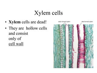 Xylem cells
• Xylem cells are dead!
• They are hollow cells
and consist
only of
cell wall
 