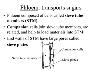 Phloem: transports sugars
• Phloem composed of cells called sieve tube
members (STM)
• Companion cells join sieve tube members, are
related, and help to load materials into STM
• End walls of STM have large pores called
sieve plates
Sieve tube member
Companion cells
Sieve plates
 