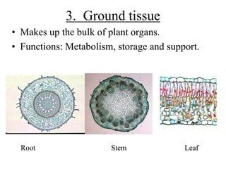 3. Ground tissue
• Makes up the bulk of plant organs.
• Functions: Metabolism, storage and support.
Root Stem Leaf
 