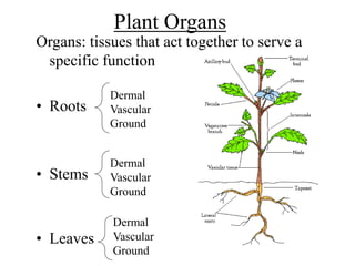 Plant Organs
Organs: tissues that act together to serve a
specific function
• Roots
• Stems
• Leaves
Dermal
Vascular
Ground
Dermal
Vascular
Ground
Dermal
Vascular
Ground
 