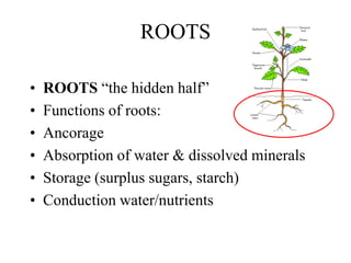 ROOTS
• ROOTS “the hidden half”
• Functions of roots:
• Ancorage
• Absorption of water & dissolved minerals
• Storage (surplus sugars, starch)
• Conduction water/nutrients
 