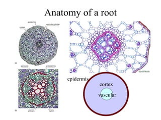 Anatomy of a root
epidermis
cortex
vascular
 
