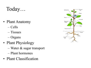 Today…
• Plant Anatomy
– Cells
– Tissues
– Organs
• Plant Physiology
– Water & sugar transport
– Plant hormones
• Plant Classification
 