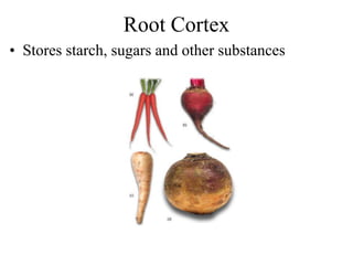 Root Cortex
• Stores starch, sugars and other substances
 