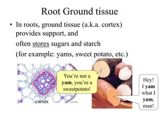 Root Ground tissue
• In roots, ground tissue (a.k.a. cortex)
provides support, and
often stores sugars and starch
(for example: yams, sweet potato, etc.)
Hey!
I yam
what I
yam,
man!
You’re not a
yam, you’re a
sweetpotato!
cortex
 
