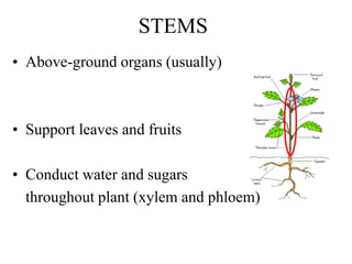 STEMS
• Above-ground organs (usually)
• Support leaves and fruits
• Conduct water and sugars
throughout plant (xylem and phloem)
 