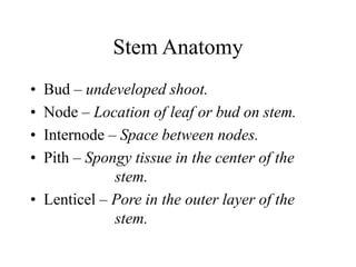 Stem Anatomy
• Bud – undeveloped shoot.
• Node – Location of leaf or bud on stem.
• Internode – Space between nodes.
• Pith – Spongy tissue in the center of the
stem.
• Lenticel – Pore in the outer layer of the
stem.
 