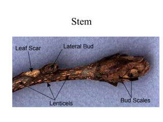 Stem
 