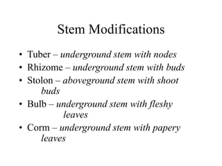 Stem Modifications
• Tuber – underground stem with nodes
• Rhizome – underground stem with buds
• Stolon – aboveground stem with shoot
buds
• Bulb – underground stem with fleshy
leaves
• Corm – underground stem with papery
leaves
 