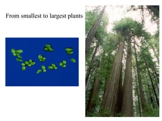 From smallest to largest plants
 