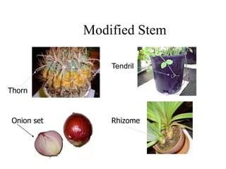 Modified Stem
Thorn
Tendril
Onion set Rhizome
 