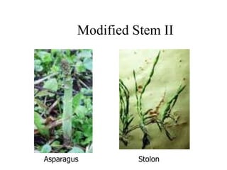 Modified Stem II
Asparagus Stolon
 