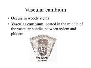 Vascular cambium
• Occurs in woody stems
• Vascular cambium located in the middle of
the vascular bundle, between xylem and
phloem
 