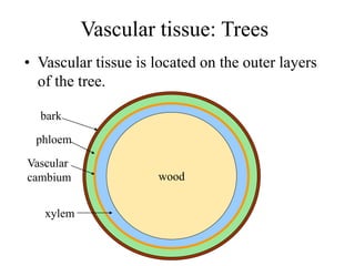 Vascular tissue: Trees
• Vascular tissue is located on the outer layers
of the tree.
wood
phloem
xylem
bark
Vascular
cambium
 