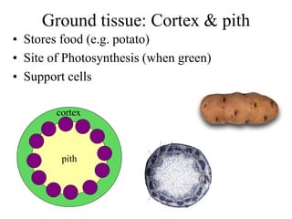Ground tissue: Cortex & pith
• Stores food (e.g. potato)
• Site of Photosynthesis (when green)
• Support cells
pith
cortex
 