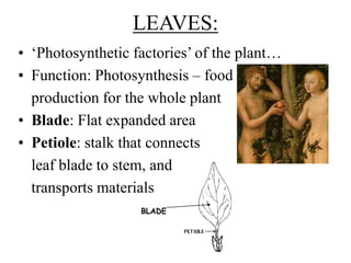 LEAVES:
• ‘Photosynthetic factories’ of the plant…
• Function: Photosynthesis – food
production for the whole plant
• Blade: Flat expanded area
• Petiole: stalk that connects
leaf blade to stem, and
transports materials
BLADE
 