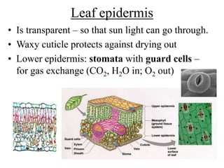 Leaf epidermis
• Is transparent – so that sun light can go through.
• Waxy cuticle protects against drying out
• Lower epidermis: stomata with guard cells –
for gas exchange (CO2, H2O in; O2 out)
 