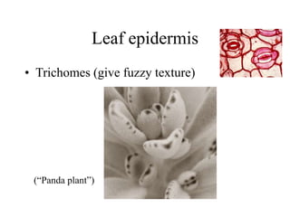 Leaf epidermis
• Trichomes (give fuzzy texture)
(“Panda plant”)
 