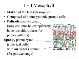Leaf Mesophyll
• Middle of the leaf (meso-phyll)
• Composed of photosynthetic ground cells:
• Palisade parenchyma
(long columns below epidermis;
have lots chloroplasts for
photosynthesis)
Spongy parenchyma
(spherical cells)
with air spaces around,
(for gas exchange)
 