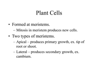 Plant Cells
• Formed at meristems.
– Mitosis in meristem produces new cells.
• Two types of meristems.
– Apical – produces primary growth, ex. tip of
root or shoot.
– Lateral – produces secondary growth, ex.
cambium.
 