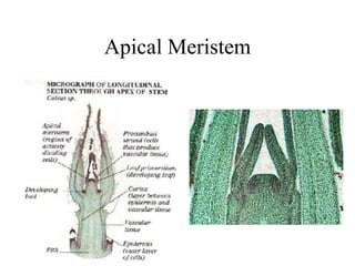 Apical Meristem
 