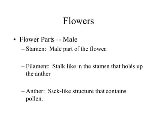 Flowers
• Flower Parts -- Male
– Stamen: Male part of the flower.
– Filament: Stalk like in the stamen that holds up
the anther
– Anther: Sack-like structure that contains
pollen.
 