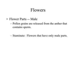 Flowers
• Flower Parts -- Male
– Pollen grains are released from the anther that
contains sperm.
– Staminate: Flowers that have only male parts.
 