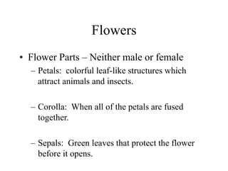 Flowers
• Flower Parts – Neither male or female
– Petals: colorful leaf-like structures which
attract animals and insects.
– Corolla: When all of the petals are fused
together.
– Sepals: Green leaves that protect the flower
before it opens.
 