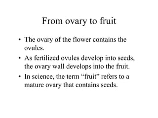 From ovary to fruit
• The ovary of the flower contains the
ovules.
• As fertilized ovules develop into seeds,
the ovary wall develops into the fruit.
• In science, the term “fruit” refers to a
mature ovary that contains seeds.
 