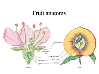 Fruit anatomy
 