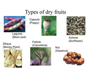 Types of dry fruits
Legume
(Bean pod)
Capsule
(Poppy)
Achene
(Sunflower)
Silique
(Money Plant)
Follicle
(Columbine)
Nut
(Hazelnut)
 