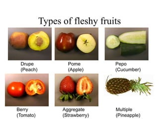 Types of fleshy fruits
Drupe
(Peach)
Pome
(Apple)
Pepo
(Cucumber)
Aggregate
(Strawberry)
Multiple
(Pineapple)
Berry
(Tomato)
 