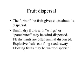 Fruit dispersal
• The form of the fruit gives clues about its
dispersal.
• Small, dry fruits with “wings” or
“parachutes” may be wind-dispersed.
Fleshy fruits are often animal dispersed.
Explosive fruits can fling seeds away.
Floating fruits may be water dispersed.
 