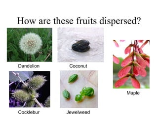 How are these fruits dispersed?
Dandelion Coconut
Maple
Cocklebur Jewelweed
 