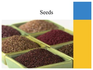 Seeds
 