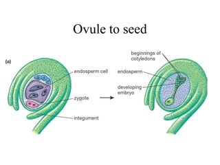 Ovule to seed
 