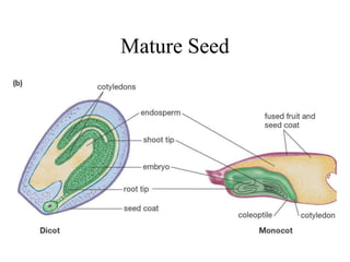 Mature Seed
 