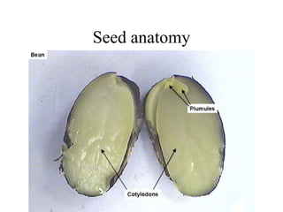 Seed anatomy
 