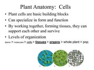 Plant Anatomy: Cells
• Plant cells are basic building blocks
• Can specialize in form and function
• By working together, forming tissues, they can
support each other and survive
• Levels of organization
atoms > molecules > cells > tissues > organs > whole plant > pop.
 