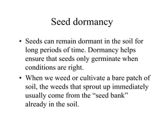 Seed dormancy
• Seeds can remain dormant in the soil for
long periods of time. Dormancy helps
ensure that seeds only germinate when
conditions are right.
• When we weed or cultivate a bare patch of
soil, the weeds that sprout up immediately
usually come from the “seed bank”
already in the soil.
 