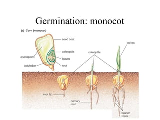 Germination: monocot
 