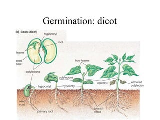 Germination: dicot
 